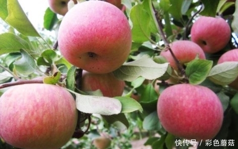 别怪|医生提个醒:吃完苹果1小时之内,切莫碰此物,别怪我没告诉你
