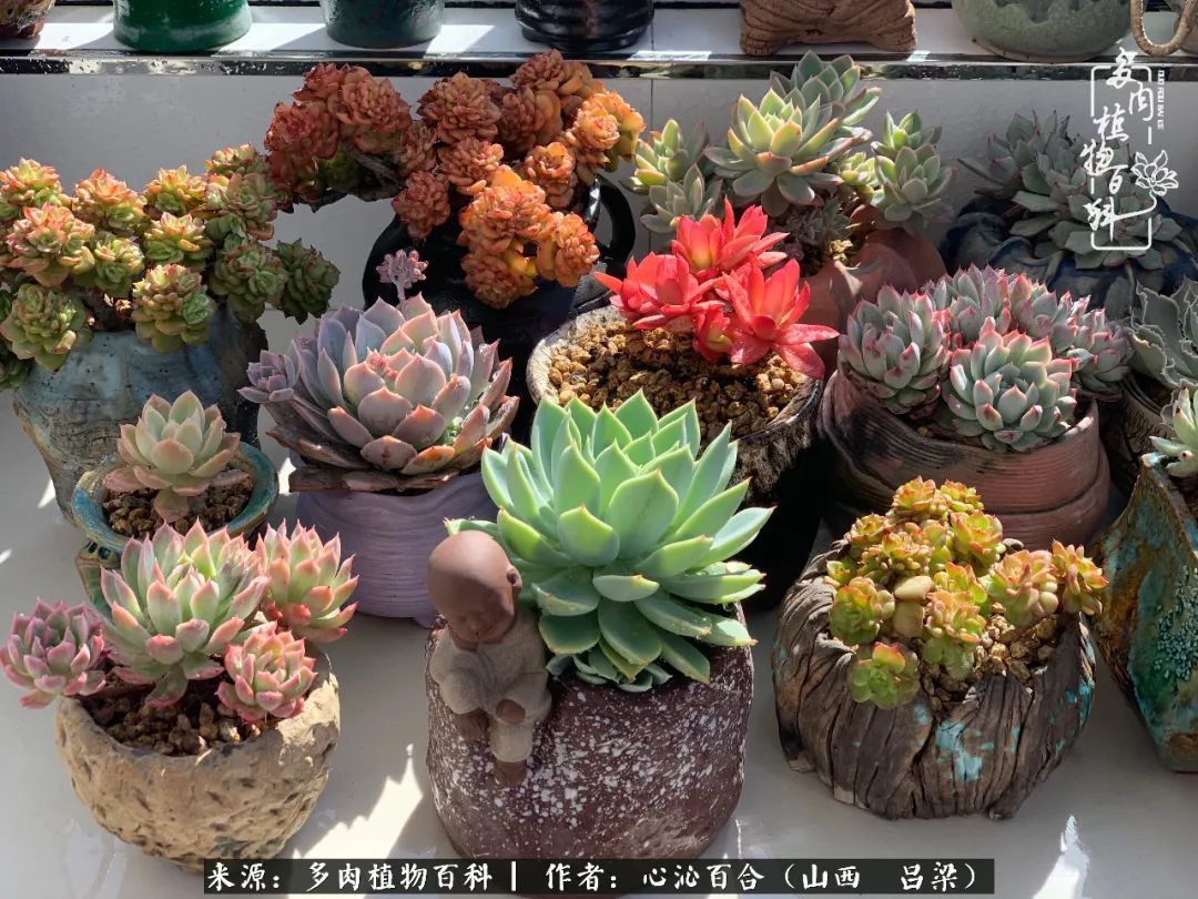 夏季的多肉，绿色才是主色调！努力呵护，期待绽放的那一刻！