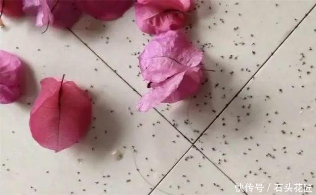 中招|冬天做“2件错事”,花盆里飞出“小黑飞”,你中招了吗?