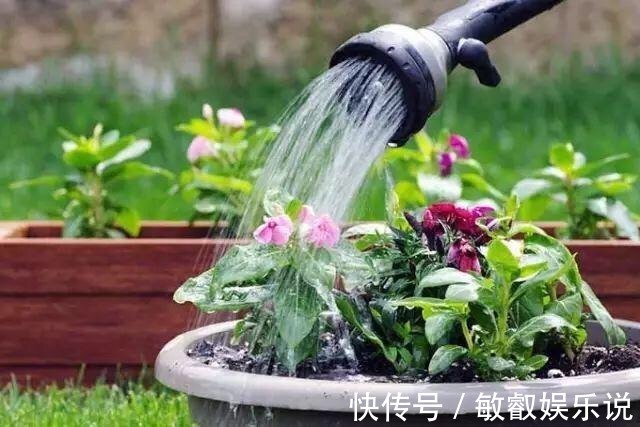 养花“杀手”都有的5个毛病,难怪买花“养1盆死1盆”,要改正了
