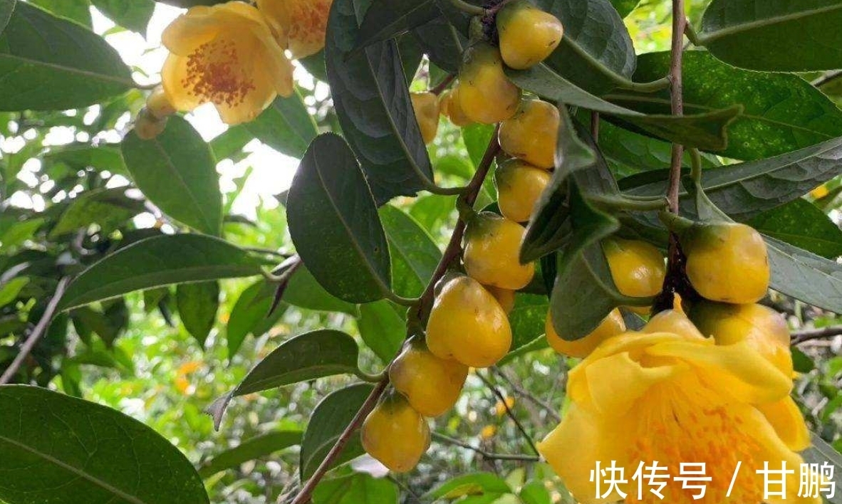 正在“消失”的稀有茶花，花大如盆，营养丰富，不养后悔一辈子