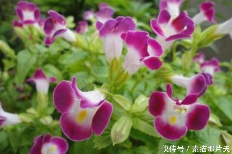 4种花爱开花，一开就是300多天，花姿妖娆，四季繁花似锦，美