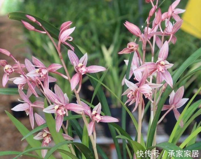 最受欢迎的花,家中养一盆不但能让阳台变花海,还能吸收甲醛
