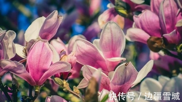 桃花|桃花怒放，姻缘逆袭，真心付出，重新牵手，此后不离不弃