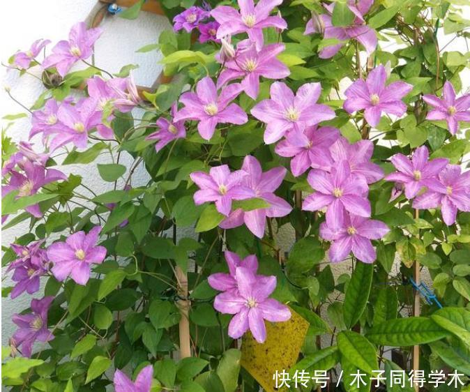 四季海棠|4种花被称为“开花王”，一开就是300天，特适合养家里