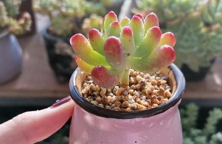 高颜值多肉的日常养护之浇水篇