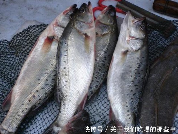 区别|都是鲈鱼，淡水鲈鱼和海鲈鱼有啥区别？口感营养都不同，别买错了