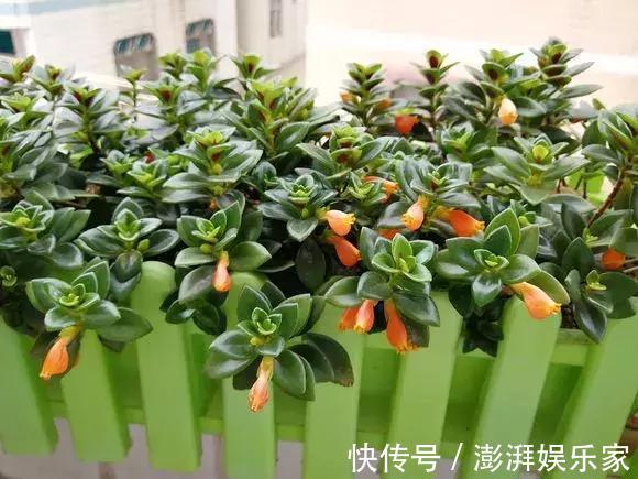 植株|除了普通吊兰，3个品种开花多、叶子密，第2种能做菜，轻松养爆盆