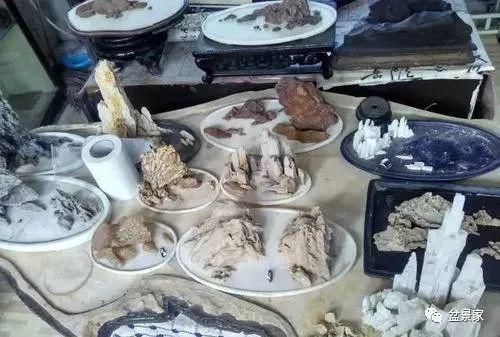 张光前和他30年的盆景生涯