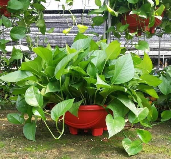 是真的吗|花花草草养在家,精气神足,有朝气,那为什么有人说家里不能养花