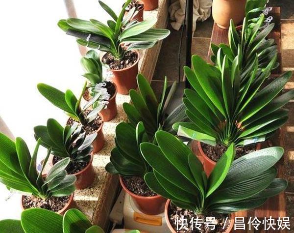 4种植物''爱喝酒''往培养土里倒点,植株蹭蹭疯长、轻易爆盆