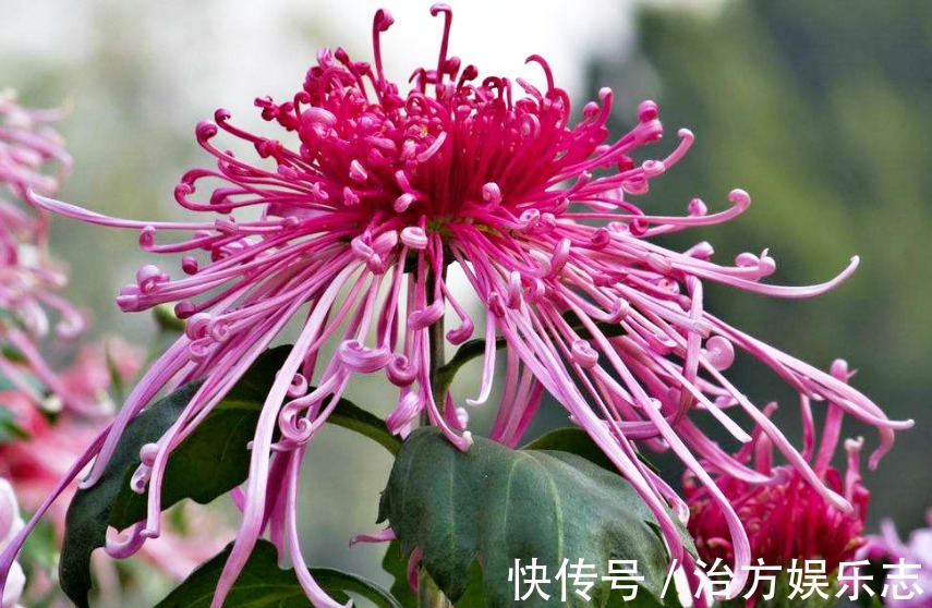 喜欢菊花,不如养盆“菊中珍品”十丈珠帘,花赛月光,娇柔舞魅