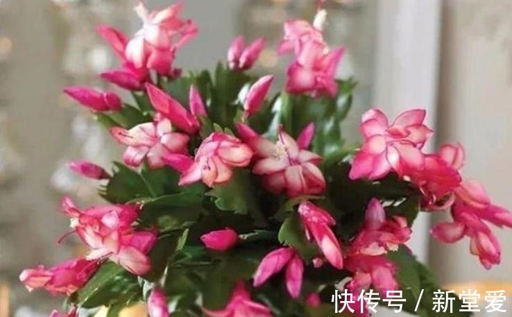 阳台上|家里就养几种花，耐旱耐晒，财运福运滚滚来，幸福满满，家中必备