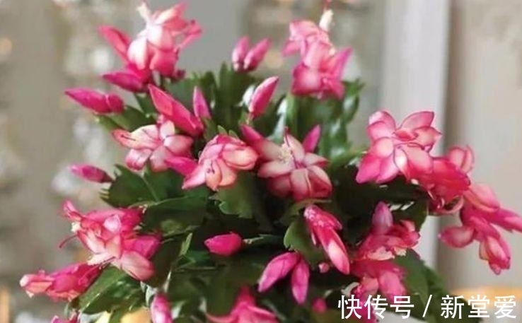 家里就养几种花,耐旱耐晒,财运福运滚滚来,幸福满满,家中必备