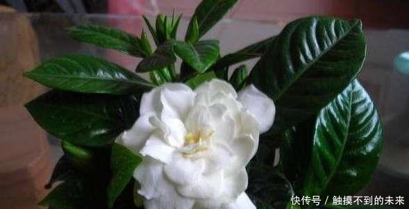 栀子花盆|在栀子花盆挖个坑,花苞蹭蹭的冒不停,不黄叶不烂根