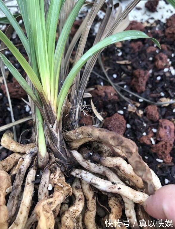 秋季兰花得茎腐病怎么办教你“4法”，找对病因，照样可以救活