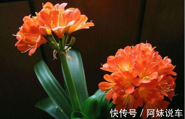 此花被称为“富贵之花”，象征美好，能给家庭带来富贵之气！