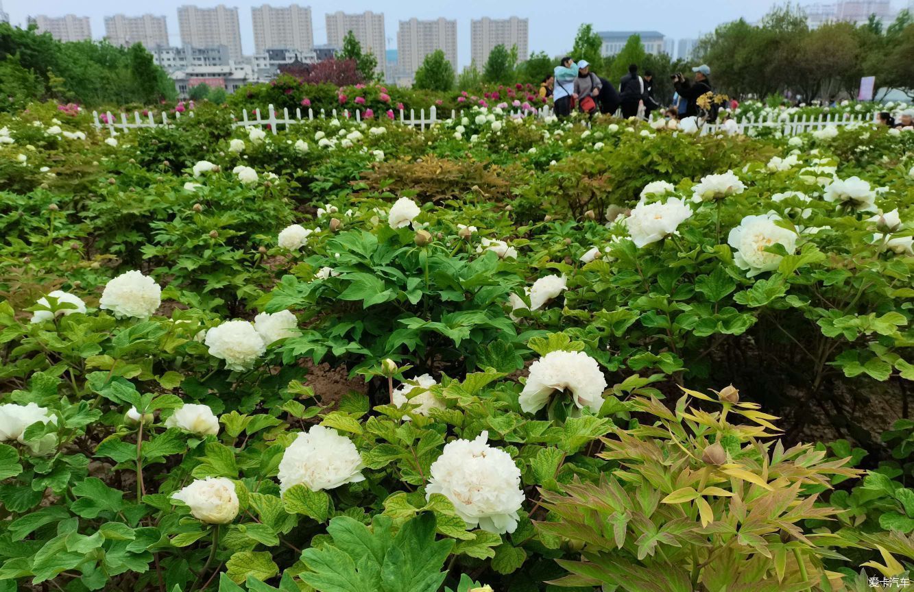 花开时节动京城，唯有牡丹真国色