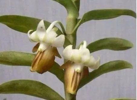 最全的兰花大鉴赏,看看你都见过几种兰花!