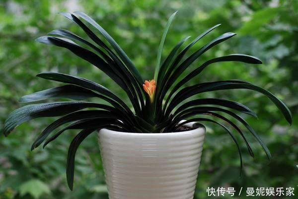 养花|家里君子兰不开花，学会这几种，花苞蹭蹭长
