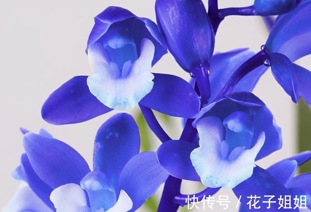 阳台有地方,种一盆亮眼的“蓝色”四季兰,高雅又上档次!