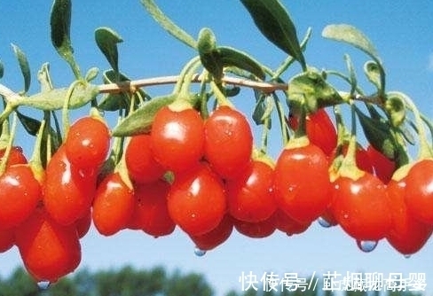 绿茶|枸杞是个宝,但和它“天生不配”,一起泡水喝,小心“引祸上身”