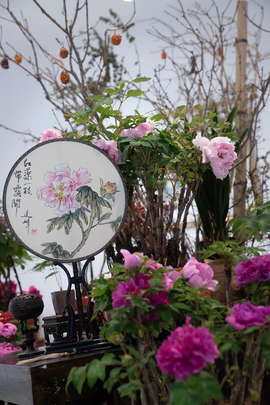 国色天香@唯有牡丹真国色,花开时节迎新春