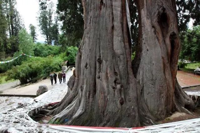 柏林|地球上最“牛”的两棵树，有着“巨柏林”的美誉，就在我国