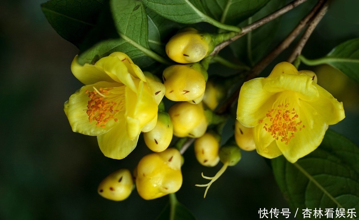 植物|此花是国家的一级保护植物之一，是我国传统的名花