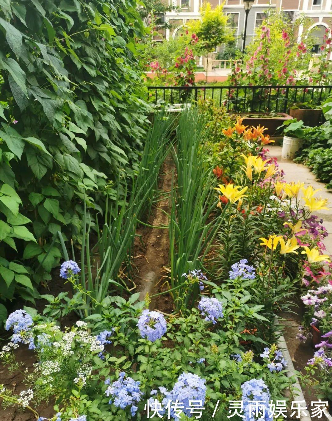 70岁老妈,一天也闲不住,院子里种满了花!