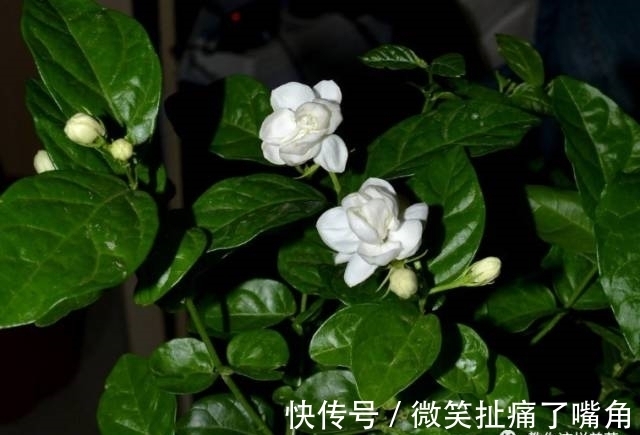 茉莉|阳台就养这些花,花香味浓,久聚不散,香味飘满屋!