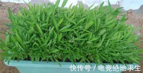 阳台养几盆蔬菜,只要稍微散射光就能促进它们良好生长