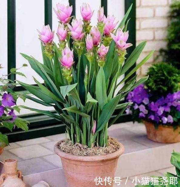 长花柄|生在土里的荷花,开花一大朵,样子别致花期长,种一棵就赚了