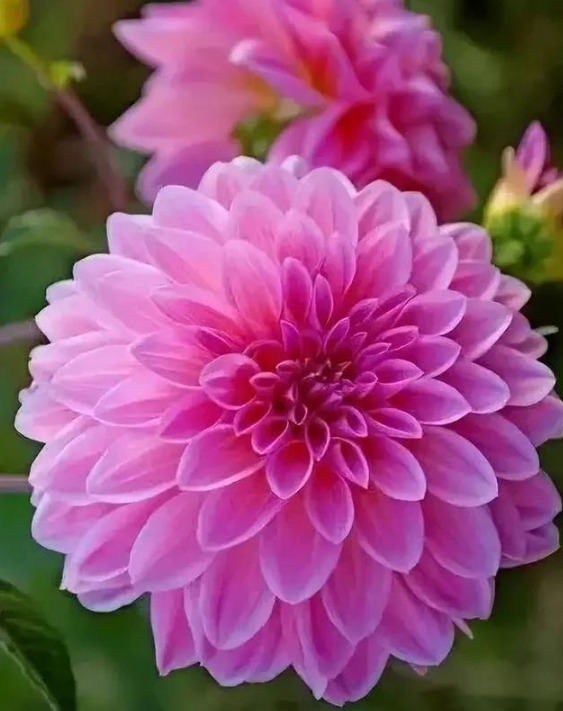 家里养这几款植物,耐寒易打理,花美色艳,花儿轻松开爆盆