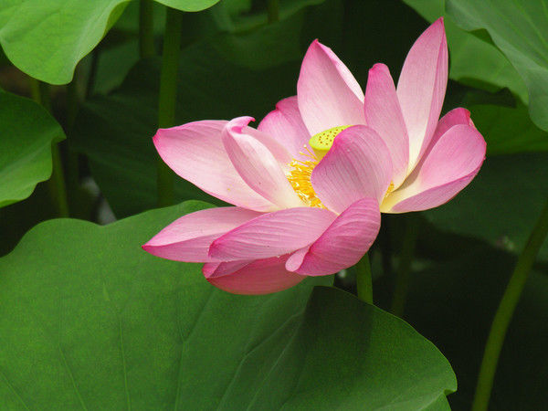 建军节|启光词6首:花艳香清凭寄托，相思人不觉