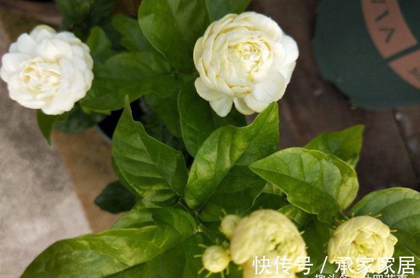 养茉莉,在大水大肥大太阳之前,还有3个先决条件,和1个补充