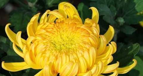 盘点9种名贵花草,每一种都高贵优雅,看看有你喜欢的吗?