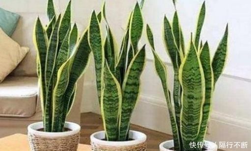 印度榕|家里这种“东西”,天天制造“甲醛”为了家人的健康,赶快扔掉
