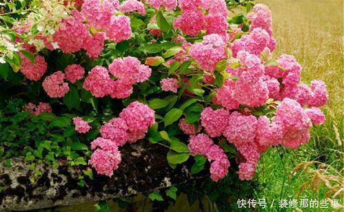 枝繁叶茂|6月养绣球花,三件事趁早做,开出层叠群花,聪明人都做了