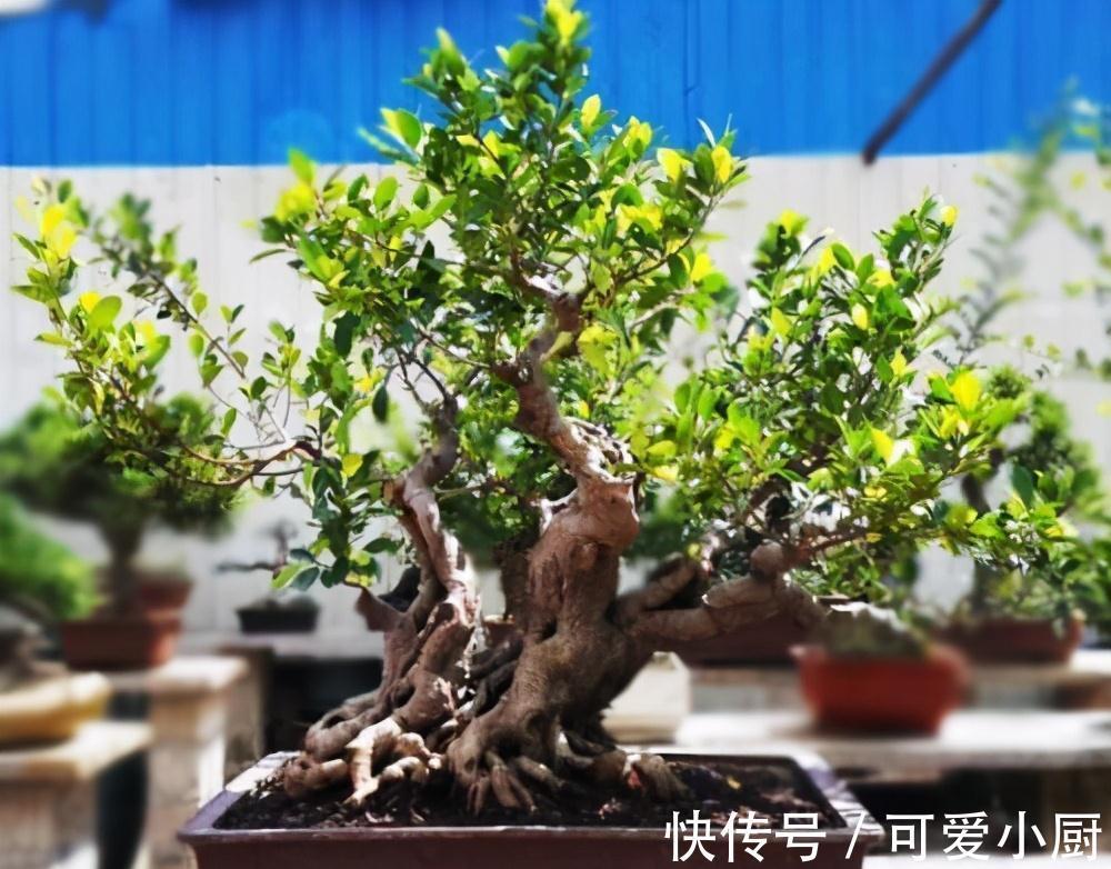 这三种植株盆栽，一般人不敢碰，老手才敢养，养得越久就越值钱