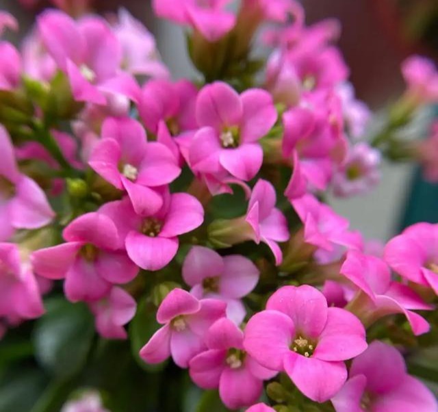 75个长寿花品种,一个比一个美,一起来认识一下吧!