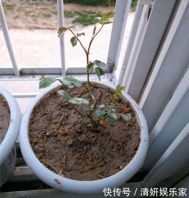 枝条|月季花“扦插后”慎浇水,成活率高10倍,10天长白根,一棵变20棵