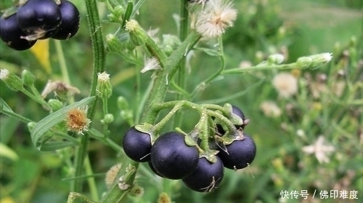 马头兰|农村里的这两种野草,你认识吗?城里人很少有人认识它