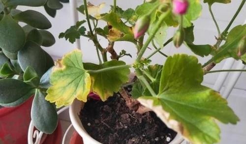 室内养花,有3个“禁忌”,难怪黄叶不开花,现在改了还不晚