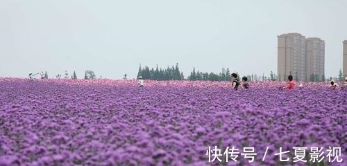 波斯菊|国庆不想人挤人？上海4万平方米的粉色花海绽放，地铁5号线直达