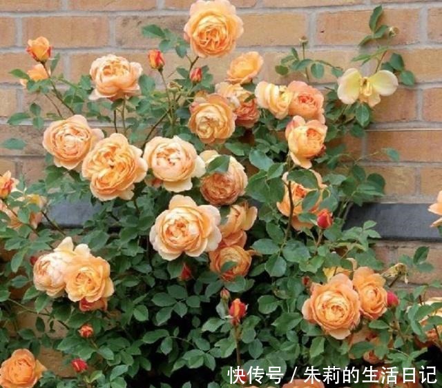 生根粉别用了,自制2种“生根剂”,插穗“蘸一下”,呼呼冒白根!