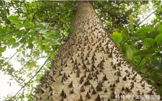 世界上最霸道的树,烧不得砍不得,甚至连碰一下都不行