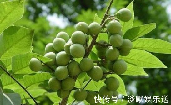 叶片|这野草带刺,牲畜见到绕着走,叶片晒晒能做肥皂