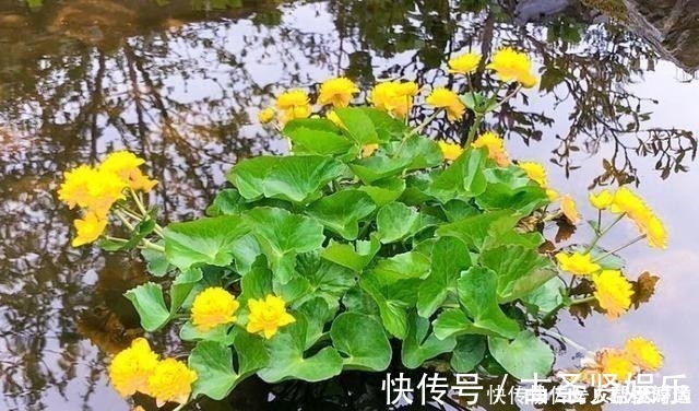 肠胃疾病|长在溪边无人识,叶子却极珍贵,俗称“驴蹄菜”,别忽视