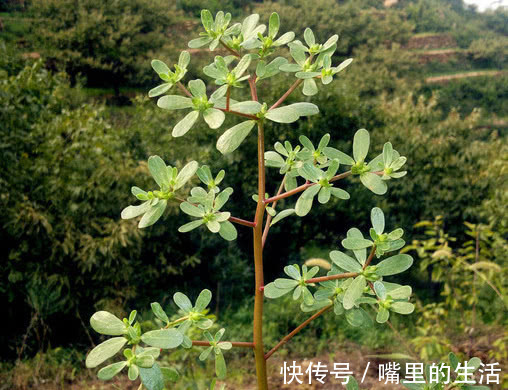 活血|有乳腺增生的女人，常吃这几种食物，活血散结，远离增生不惹癌！